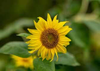 autumn landscape with yellow sunflower flower fragments, beautiful sunflower flowers, autumn time