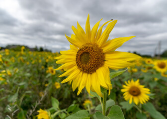 Fototapeta premium autumn landscape with yellow sunflower flower fragments, beautiful sunflower flowers, autumn time