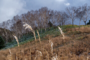 Fototapeta premium 湿原のススキ
