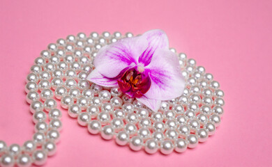 A pearl necklace lies on a pink background
