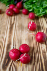 radish and lettuce - spring vegetables