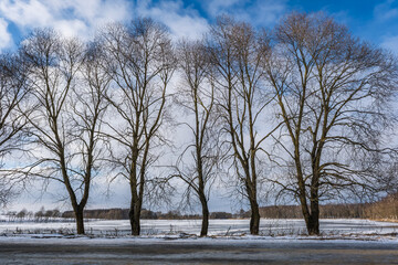 Fototapeta premium silhouettes of naked trees against the background of a winter frozen lake and a snowy landscape