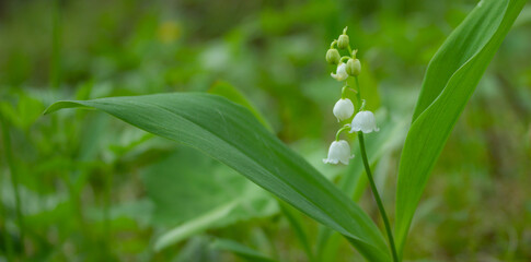 Spring green background. Flower and leaves of lily of the valley plant (Convallaria majalis) on the green background out of focus.
