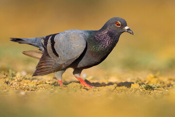 pigeon on the ground. The rock dove, rock pigeon, or common pigeon is a member of the bird family Columbidae. Columba livia.