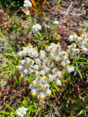 Western pearly everlasting