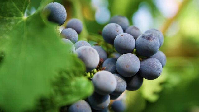 Fresh grape on the vineyard