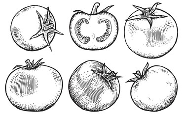 Set of tomato. Beautiful ripe vegetable in vintage engraving style. Outline sketch. Hand drawing is isolated on a white background. Vector