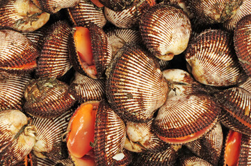 Scapharca subcrenata on white background 