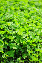 Obraz premium wild clover