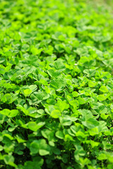 Obraz premium wild clover