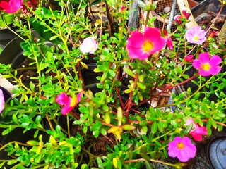 Common Purslane plant with its red flowers in the yard