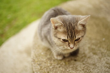 cute grey kitten sitting on the stone step in the garden