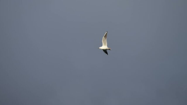 A black headed gull in flight on a cloudy day in winter