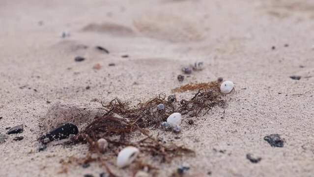 Many hermit crabs crawl on the sand on the sea coast. The beach of the Egyptian resort is covered with small hermit crabs. High quality FullHD footage
