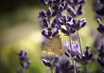 Butterfly on lavender, owlet moth