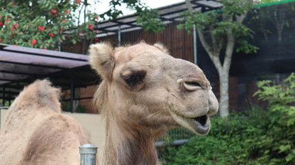 Camel in the zoo but only the head can be seen