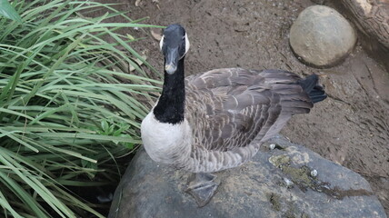 Canadian Goose (Branta Canadensis) native to Canada