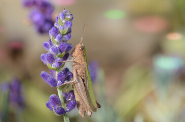 grasshopper on flower