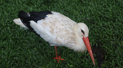 The White Stork (Ciconia Ciconia) is a bird of pride from Poland