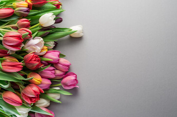 Colorful  bouquet of tulips on gray background.