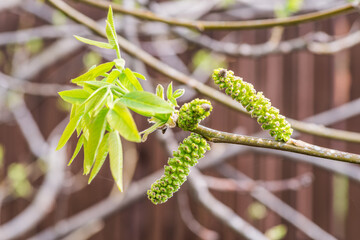 Freshly burst leaves of walnut tree close-up. Spring background.