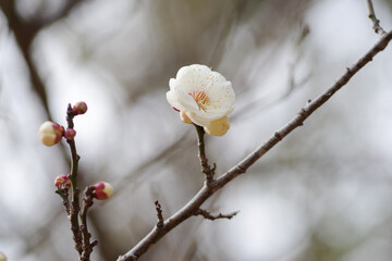 花開いた白梅