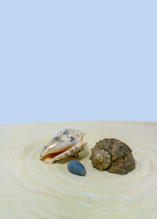 Summer. Sea shells and pebbles on the sand with a blue background. Concept close-up.
 Seasonal sale background for store.