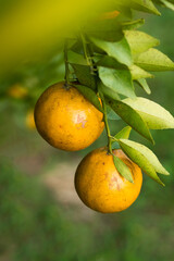 Ripe oranges on branches have green leaves Orange in farm.