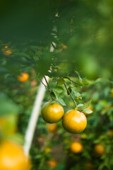 Ripe oranges on branches have green leaves Orange in farm.