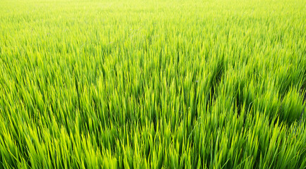 Rice is growth in the rice paddies.Bright green grass.The seedlings of rice are light green.