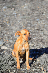 hunting dog light brown