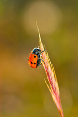 Fototapeta premium Ladybug or Coccinellidae about to start flying. The coccinellids are a family of Coleoptera insects of the Cucujoidea superfamily.