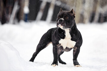 American bully dog playing in the snowy forest, selective focus
