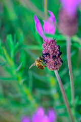 bee feeding in lavender or lavender, where they collect pollen and honey while pollinating