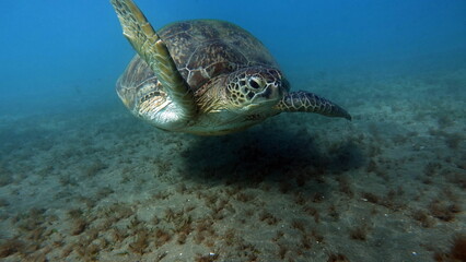 Obraz premium Big Green turtle on the reefs of the Red Sea.