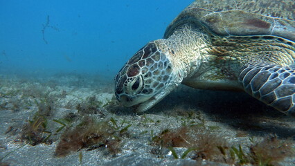 Obraz premium Big Green turtle on the reefs of the Red Sea.