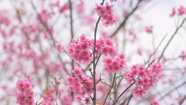 Cherry blossom in Northern Thailand. Thai sakura in winter at Doi Kunwang, Chaing mai Province, Thailand.