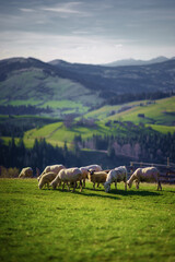 animals graze in the mountains, green Ukraine sheep