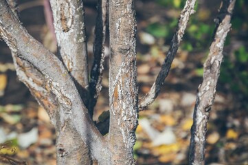 Several thin trunks with damaged bark and peeling whitewash