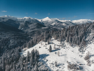 Obraz premium winter mountains of the carpathians, view from a drone. Christmas trees in the snow Ukraine
