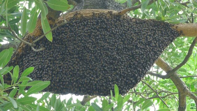 Large nests of bee giant hornet on the tree.
