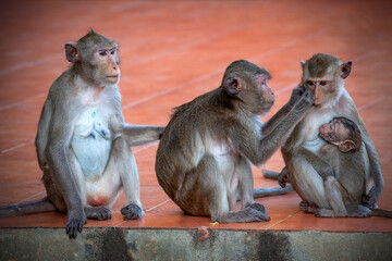 Monkey Family.Monkeys cute are sitting.