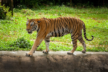 tiger walking in nature
