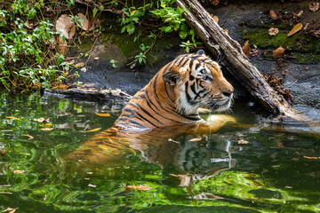 Fototapeta na wymiar Tiger swimming in green nature.