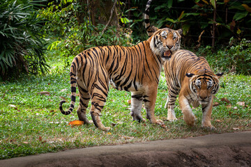 Two tigers were standing and staring.