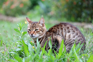 Naklejka na ściany i meble Tabby cat sitting in the grass. Portrait of animal outdoors