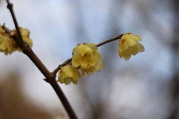 蝋梅の写真