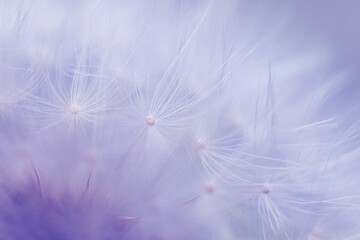 Abstract blurred dandelion inspired by color 17-3938, Veri Peri  - Color of the year 2022 - Trendy concept .