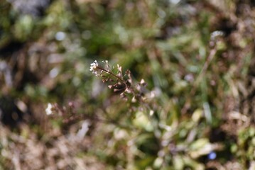 Shepherd's purse flowers in winter. Brassicaceae annuals with edible young leaves.