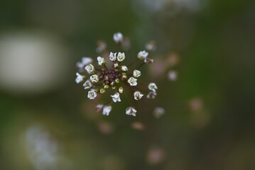 Shepherd's purse flowers in winter. Brassicaceae annuals with edible young leaves.